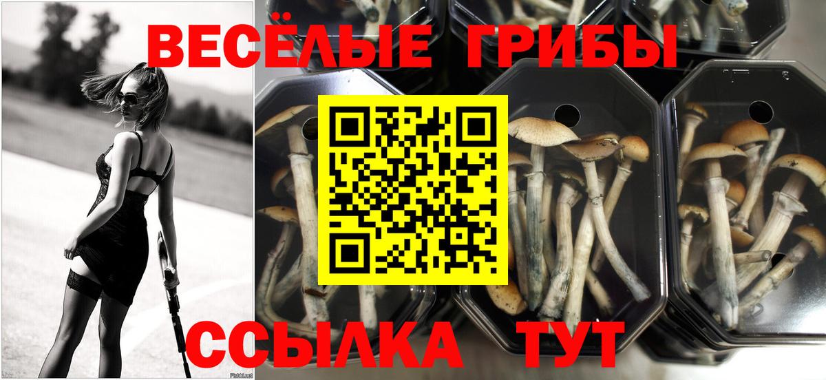 Псилоцибиновые грибы GOLDEN TEACHER Балабаново
